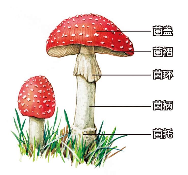 菌盖俗称菌伞,在它的下表面通常具有褶子状的菌褶(其中会产生孢子),有