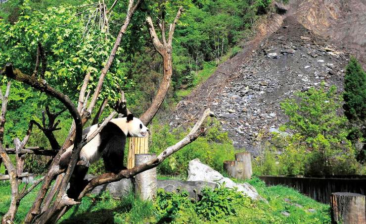 汶川地震后,四川卧龙中国保护大熊猫研究中心的一只大熊猫爬在树上,它