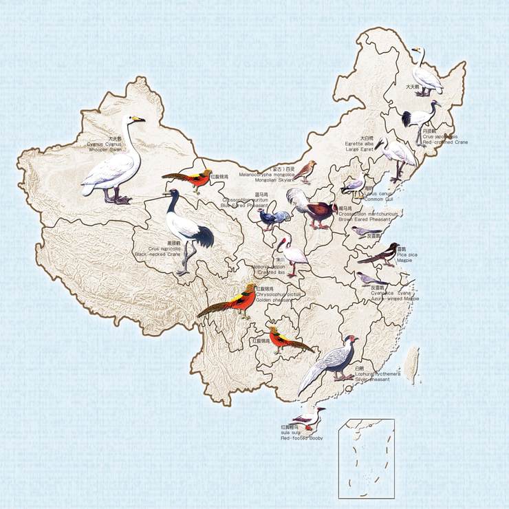 独有的珍稀鸟类,分布于山西及河北局部地区(留鸟,属国家一级保护动物