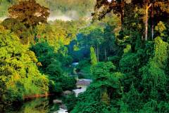 世界热带雨林 : 三足鼎立