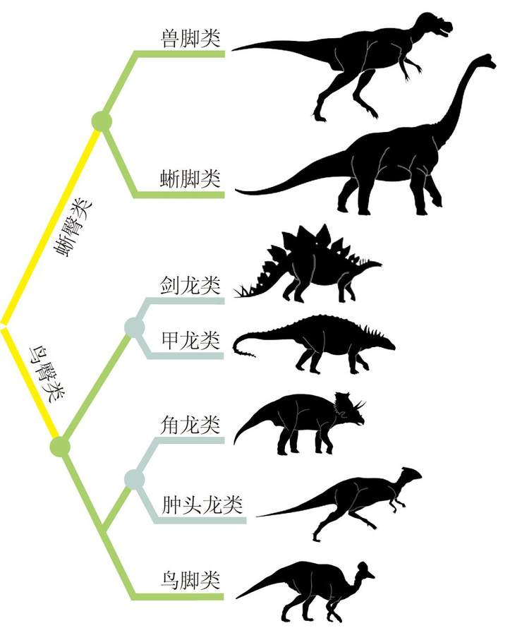 地球上生活过的所有恐龙,都可以分为两大类—腰胯部骨骼像蜥蜴的"蜥臀