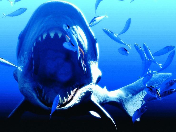 噬鲸的狂鲨