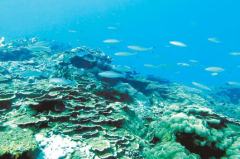 澎湖南方四岛珊瑚礁生态明显复育