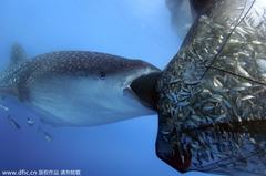 印尼鯨鯊耍小聰明：尾隨漁船偷食“漏網(wǎng)之魚(yú)”