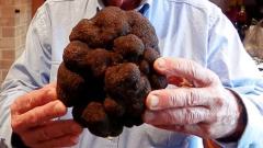 澳大利亚发现史上最大块松露 逾1公斤售价上万