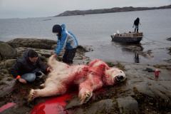 因纽特人捕杀北极熊之旅:血染红冰雪皮毛被割