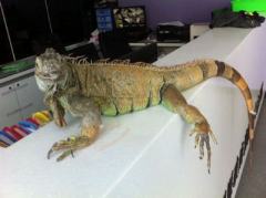 台民众报警称家有“恐龙”:1米长绿鬣蜥