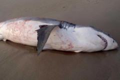 同归于尽：澳4米长大白鲨吞食海狮被噎死