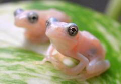 日本透明蝌蚪长成青蛙 身体粉白可见内脏
