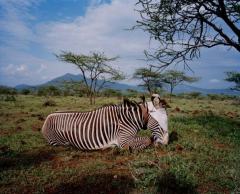 肯尼亚反盗猎斗争纪实：为大象戴卫星定位项圈