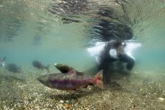 俄罗斯远东棕熊捕食鲑鱼：水下灵巧享用大餐