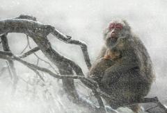 情动武夷山——短尾猴的温暖怀抱