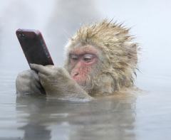 英年度野生动物摄影：美洲豹灭鳄鱼雪猴玩手机