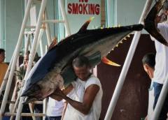 大鱼之死：菲律宾金枪鱼因过度捕捞慢慢消失