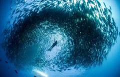 澳夫妇潜水遭鱼群包围：“鱼龙卷”裹挟向前