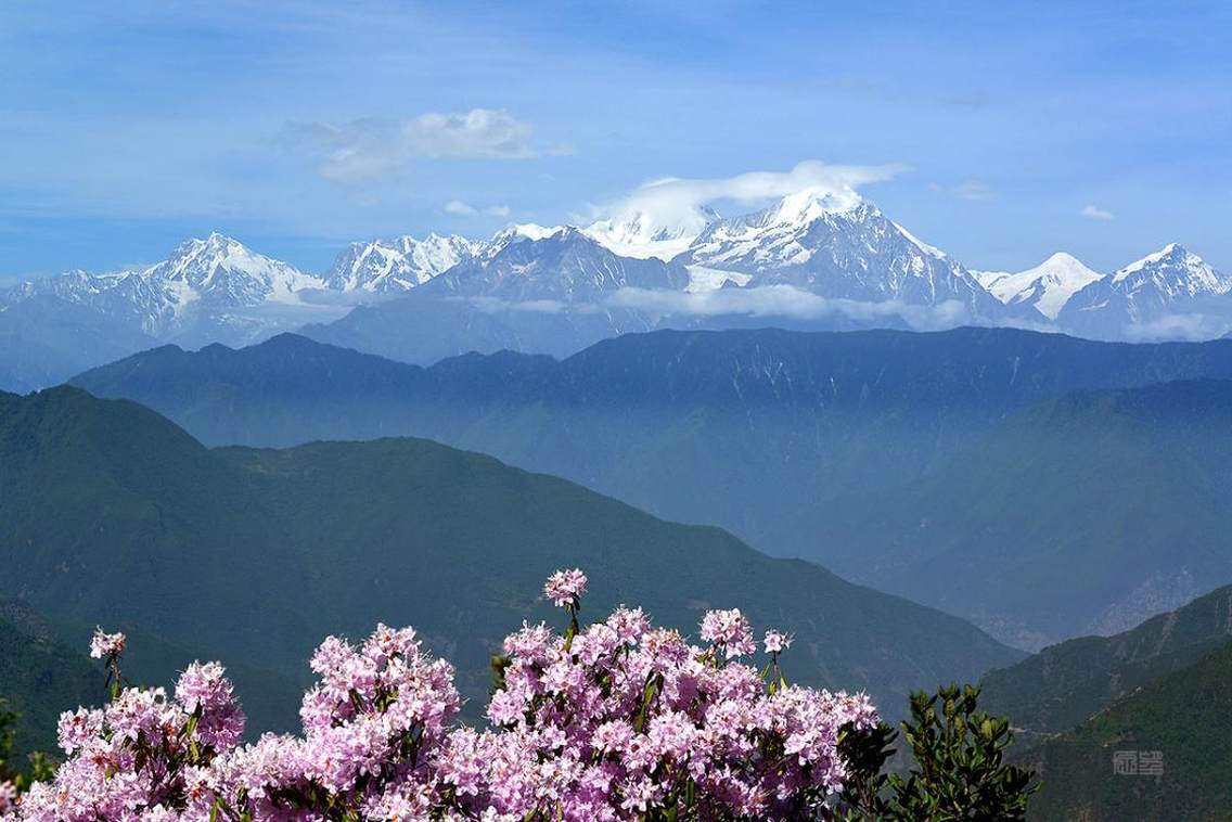 5月下旬野花烂漫，在上牛背山的半山腰拍贡嘎山，有野生杜鹃花做前景，拍出的贡嘎山非常漂亮。与牛背山顶相比，此时看贡嘎山略微仰视，更显贡嘎雄伟，山顶看贡嘎山是平视，山的高大显现不出来。