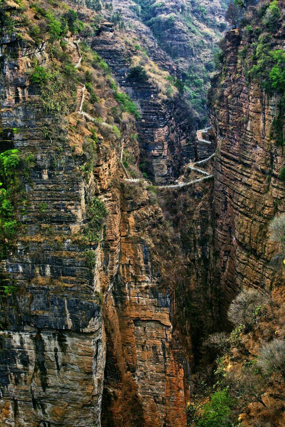 云南南华兔街：“三家村古茶树王”加冕_兔街镇_古树茶_茶叶