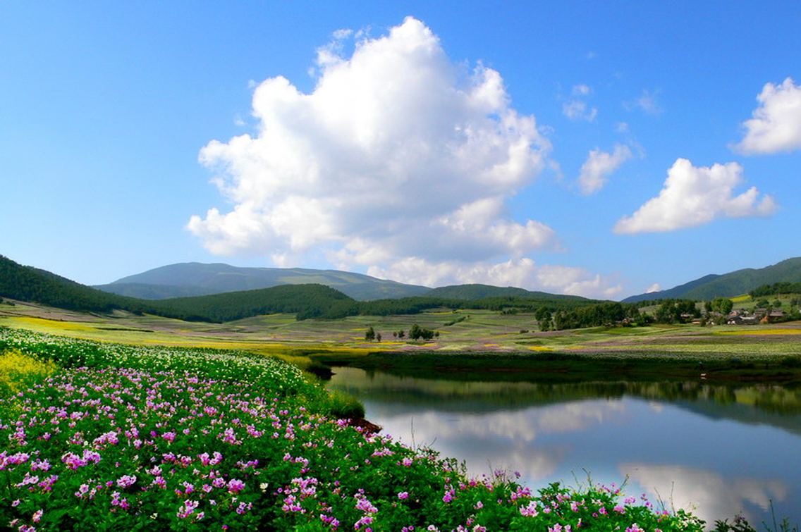 云南省鹤庆县马厂洋芋花