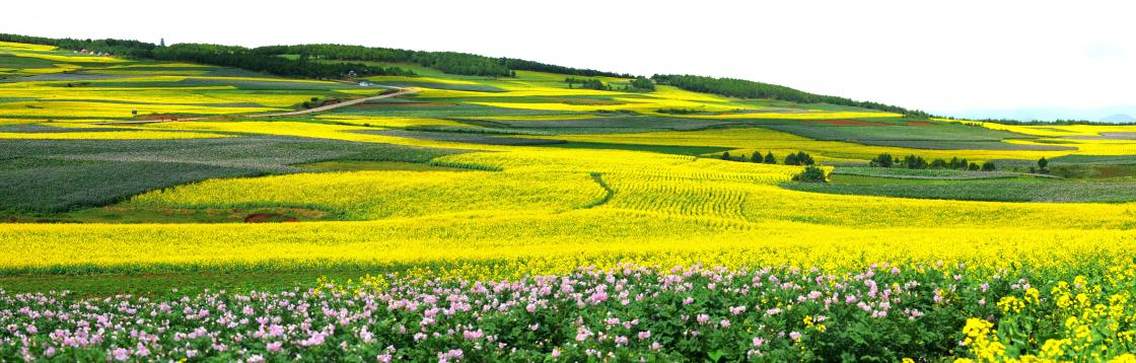 丽江太安太安乡观光休闲农业生态旅游区位于玉龙县西南部，距玉龙县城27公里。全乡耕地面积6万多亩，主要种植马铃薯、芸豆、秋油菜等作物。2005年3月，在德宏州召开的的云南省冬季农业开发现场会议上，省农业厅将太安乡列为全省马铃薯种薯基地。2006年7月，被市农业局授予“丽江市马铃薯之乡”。每年夏秋季节（即6-9月份），当很多地方的植物都收敛了华丽的时候，太安乡的田野处处迎来它美丽的“春天”，一望无垠的洋芋花和油菜花相互映衬，红色、紫色、粉色、白色、黄色等，百花齐放，万物峥嵘，形成了一道独特的田园风光带。太安乡田园风光美景引来了周边、外地乃至外国游客的青睐，享受田园风光美景，品尝农家美食。每年太安乡种植马铃薯都维持在4万多亩、秋油菜1万多亩，在马铃薯、秋油菜盛开的季节，农民自发的组织发展起了乡村休闲农业与生态观光旅游。除了美丽的秋油菜-马铃薯田园风光带外，太安境内还有吉子水库景点、天红高美古天文台科教基地、原始森林、纳西族古老的火葬文化、东巴文化及红军墓爱国主义教育基地等。其中高美古天文台远离城市，无污染，空气清晰度高，是观测东南亚、南太平洋夜空景象的最佳观测点，已放置了