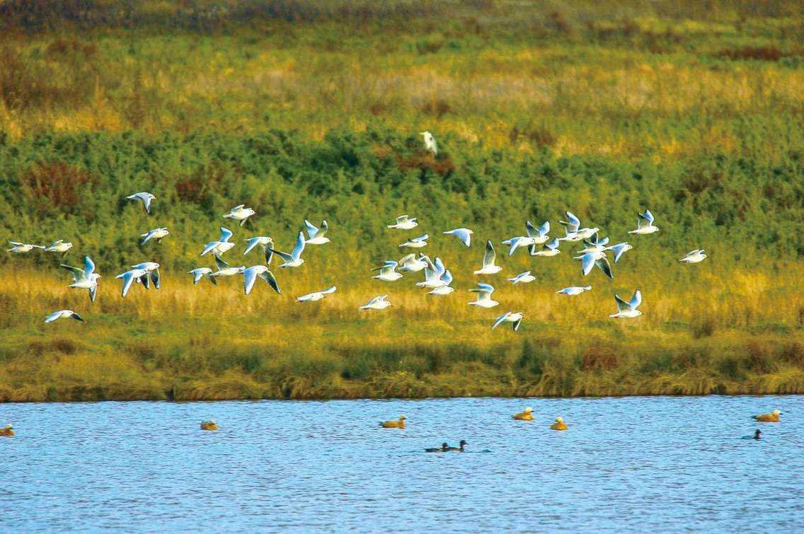 永善县茂林永安湿地东经103.59北纬27.62海拔2260米观看方向：西北方最佳拍摄季节：12月—第二年2月最佳拍摄时间：上午8:00—12:00下午3:00—5:00