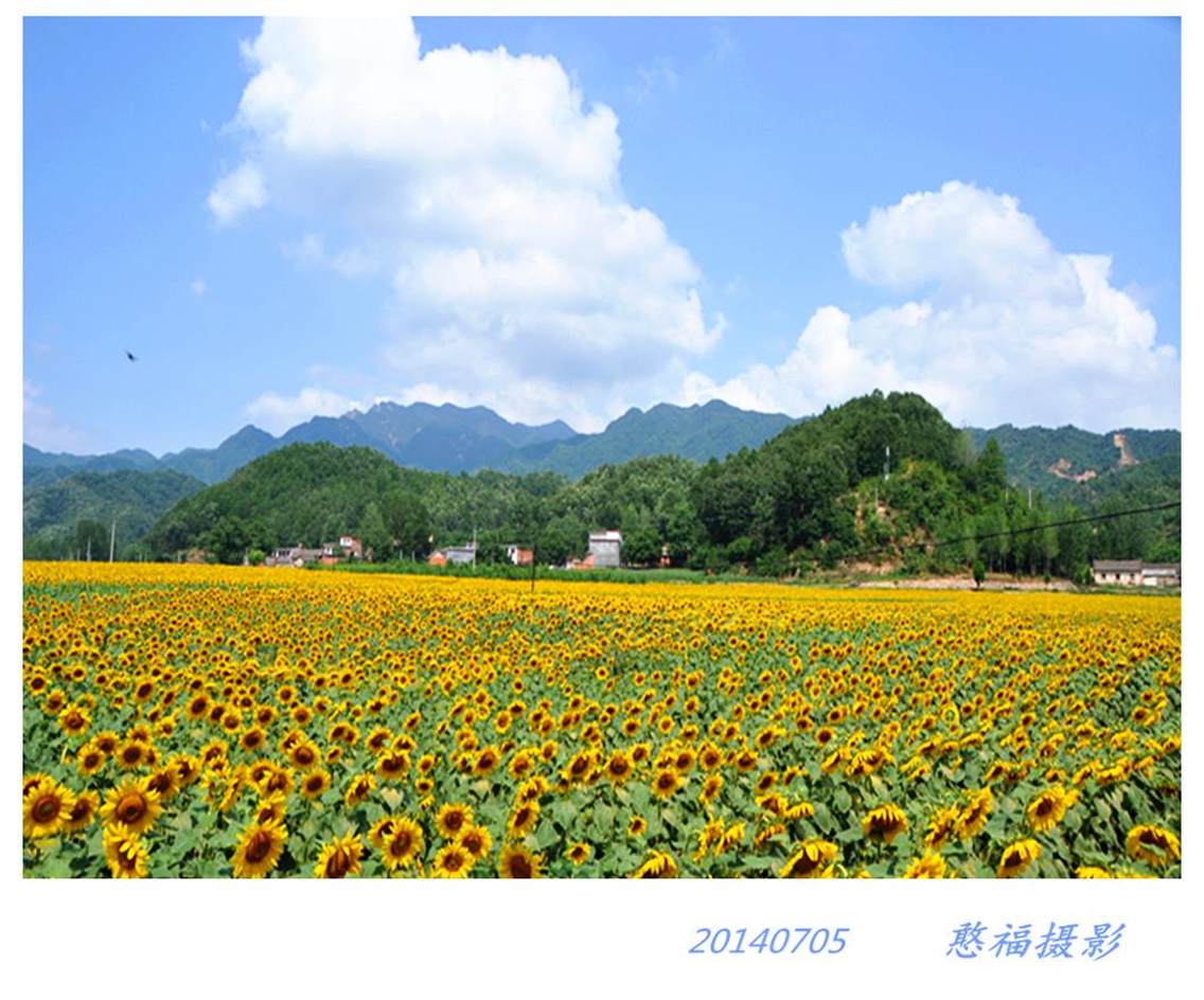 位于河南洛阳嵩县的车村镇。地处国家5A景区白云山，老君山，尧山之间。风景秀丽，民风淳朴。7月，神秘的紫色桔梗花，辉煌富贵的葵花开满淮河发源地---车村河谷。311国道从这里通过。欢迎摄影爱好者光临。