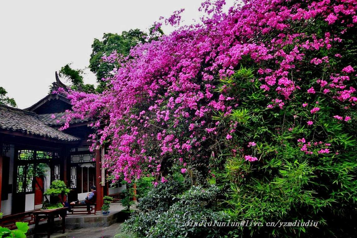 杜甫草堂盆景园一角百年叶子花树