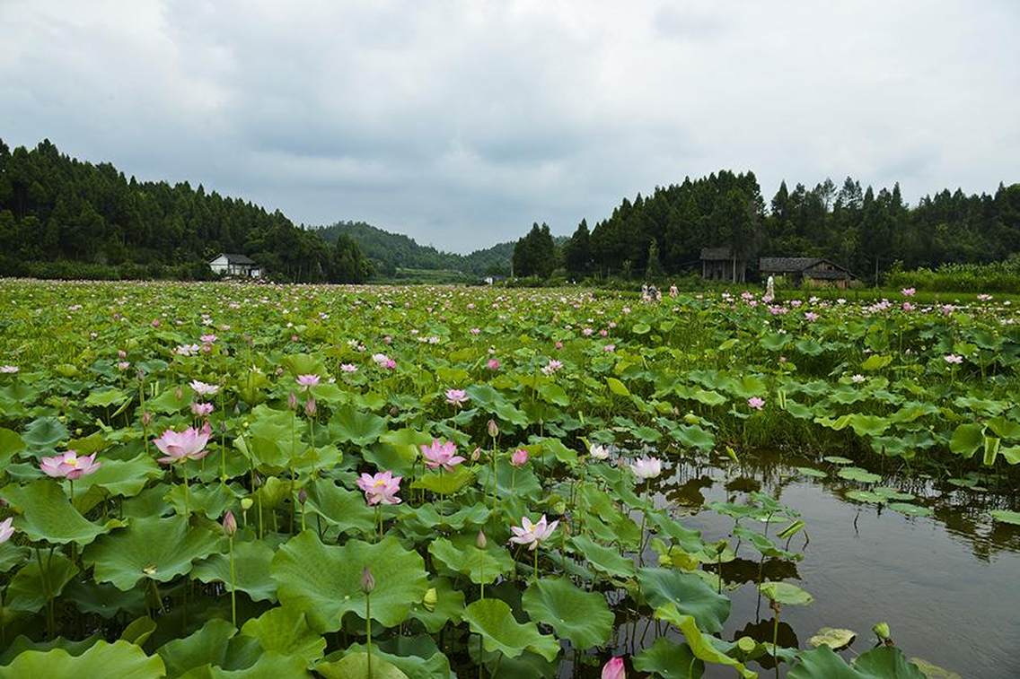 “接天莲叶无穷碧，映日荷花别样红”，连日来，四川省南充市南部县万亩荷塘荷花盛开争奇斗妍，吸引着众多游客徜徉在荷塘间，欣赏着美丽的荷花。