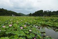 四川省南部县