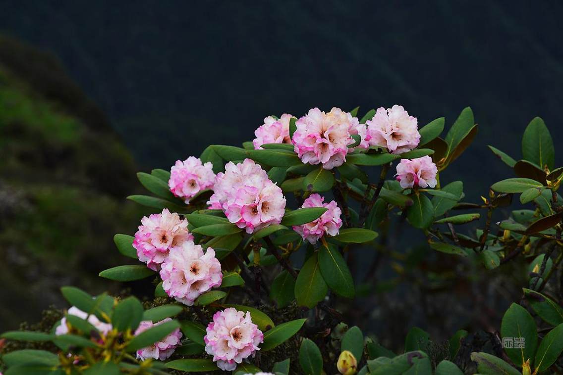 牛背山高山杜鹃