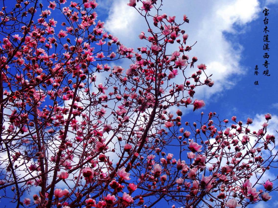 海南木莲-中国最美野花-图片