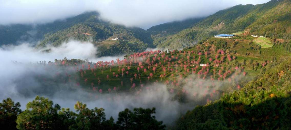 南涧无量山樱花谷位于金庸先生笔下山清水秀、风光旖旎、物产丰富的无量山中，每年11月至12月，当全国大部分地区陷入冰天雪地的季节，美丽的云南南涧却春意盎然，超过了一万棵的樱花树如约绚丽绽放。漫步云雾缭绕的千亩茶园，碧波荡漾的翠绿映衬着如霞似火的粉色樱花，仿佛置身于油画中，成为当地一道亮丽的风景线，摄影爱好者和游客纷至沓来，一时间，樱花谷成了热闹的山谷。你无需远赴他国，就近也能体验震撼眼球的感觉。此观景点位于：东经：100°31´13.73´´北纬：24°46´04.48´´海拔高度：2161米观景方向：西偏南30°最佳拍摄季节：冬季（11月中旬—12月中旬）最佳拍摄时段：早晨6:00—11:00下午17:00—19:00