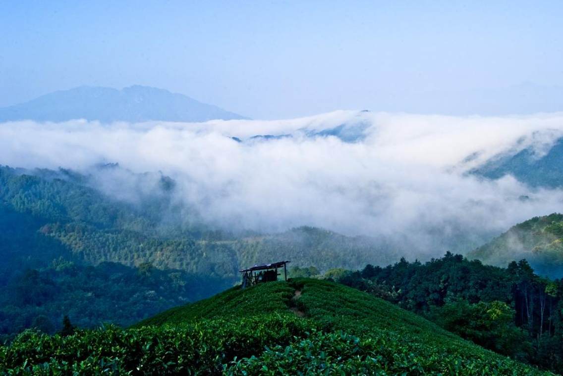 大脑山林场内的高山云海茶园风光是昭平县鲜为人知的一道亮丽的风景线