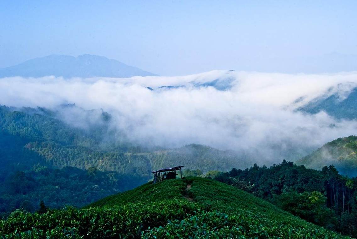 大脑山林场内的高山云海茶园风光是昭平县鲜为人知的一道亮丽的风景线