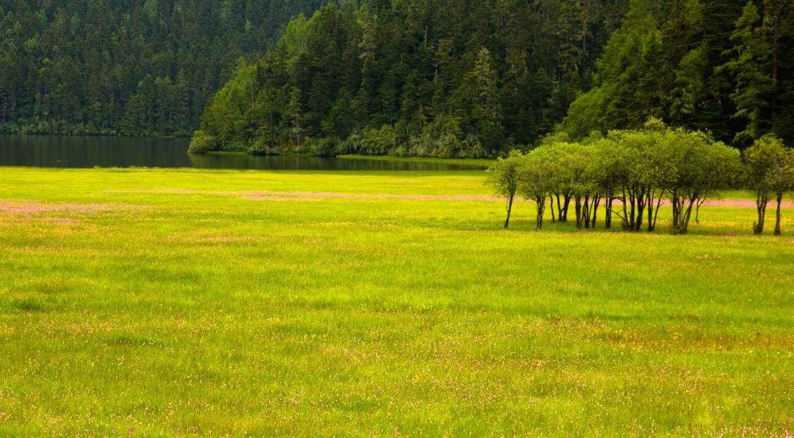 普达措国家公园，雨后放晴的碧塔海湿地