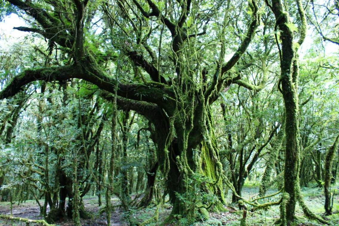 在云南省普洱市镇沅县境内的哀牢山区原始森林中，一年四季绿树成荫，一棵树就是一片森林，就是一个植物园和花园。四季都有拍摄点。
