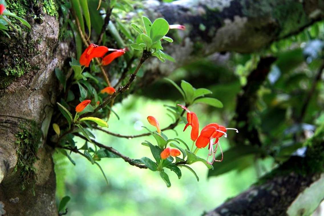 贺开古茶山拉祜文化旅游区位于西双版纳州勐海县勐混镇贺开村，西邻勐混曼蚌村委会、北接勐混坝子、南接老班章、东临格朗和乡，距勐海县城20公里，距景洪嘎洒机场约50公里，距昆曼大通道70公里左右，距湄公河国际航道50公里左右。贺开古茶山海拔1400—1750米之间，茶山区域植被较丰富，自然生态环境良好。古茶园集中连片，树龄达200—1400多年的栽培型古茶树有16200多亩，数量达200多万株，是目前世界上已发现的连片面积最大、密度最高、保护得最好的古茶园，形成一幅“万亩古茶园、千年古茶树、百岁采茶人”的美丽画卷。