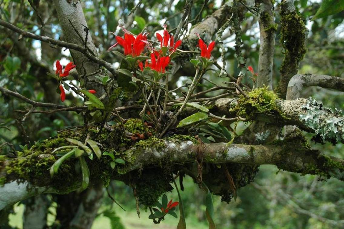 贺开古茶山拉祜文化旅游区位于西双版纳州勐海县勐混镇贺开村，西邻勐混曼蚌村委会、北接勐混坝子、南接老班章、东临格朗和乡，距勐海县城20公里，距景洪嘎洒机场约50公里，距昆曼大通道70公里左右，距湄公河国际航道50公里左右。贺开古茶山海拔1400—1750米之间，茶山区域植被较丰富，自然生态环境良好。古茶园集中连片，树龄达200—1400多年的栽培型古茶树有16200多亩，数量达200多万株，是目前世界上已发现的连片面积最大、密度最高、保护得最好的古茶园，形成一幅“万亩古茶园、千年古茶树、百岁采茶人”的美丽画卷。