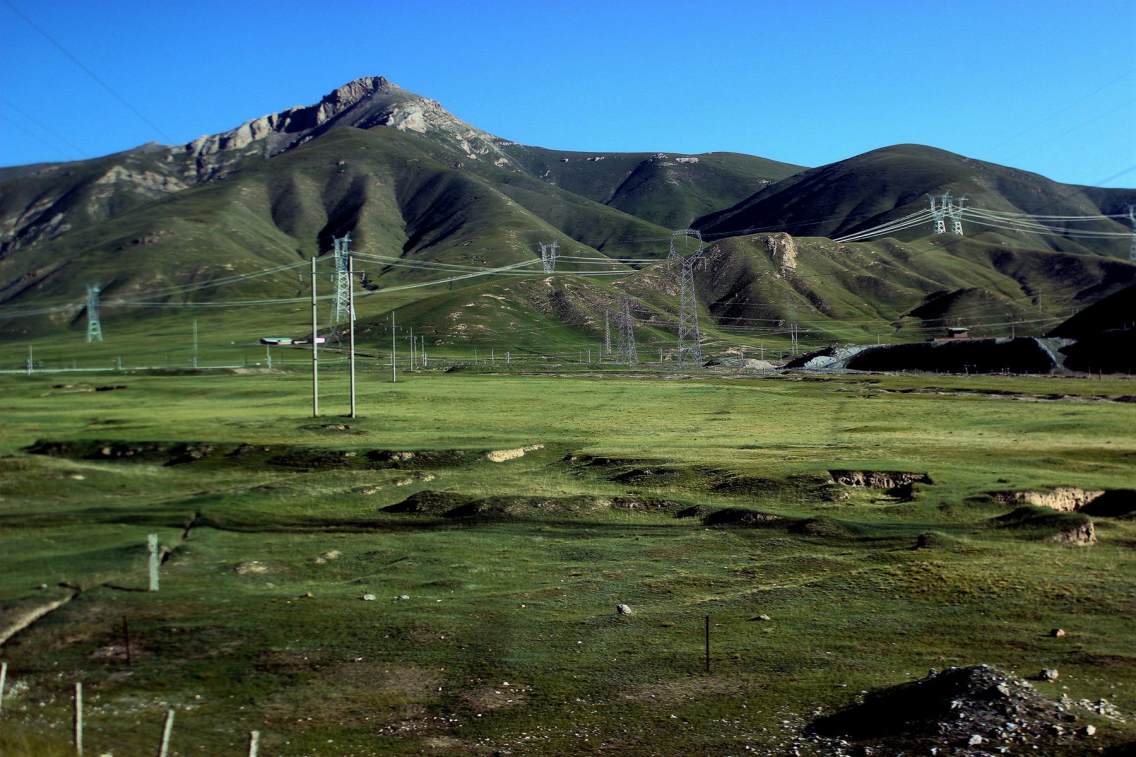 夏季遍野的绿绒蒿， 生于山坡草地或多石砾处。分布云南西北部、四川西部、青海和甘肃南部及西藏等地。