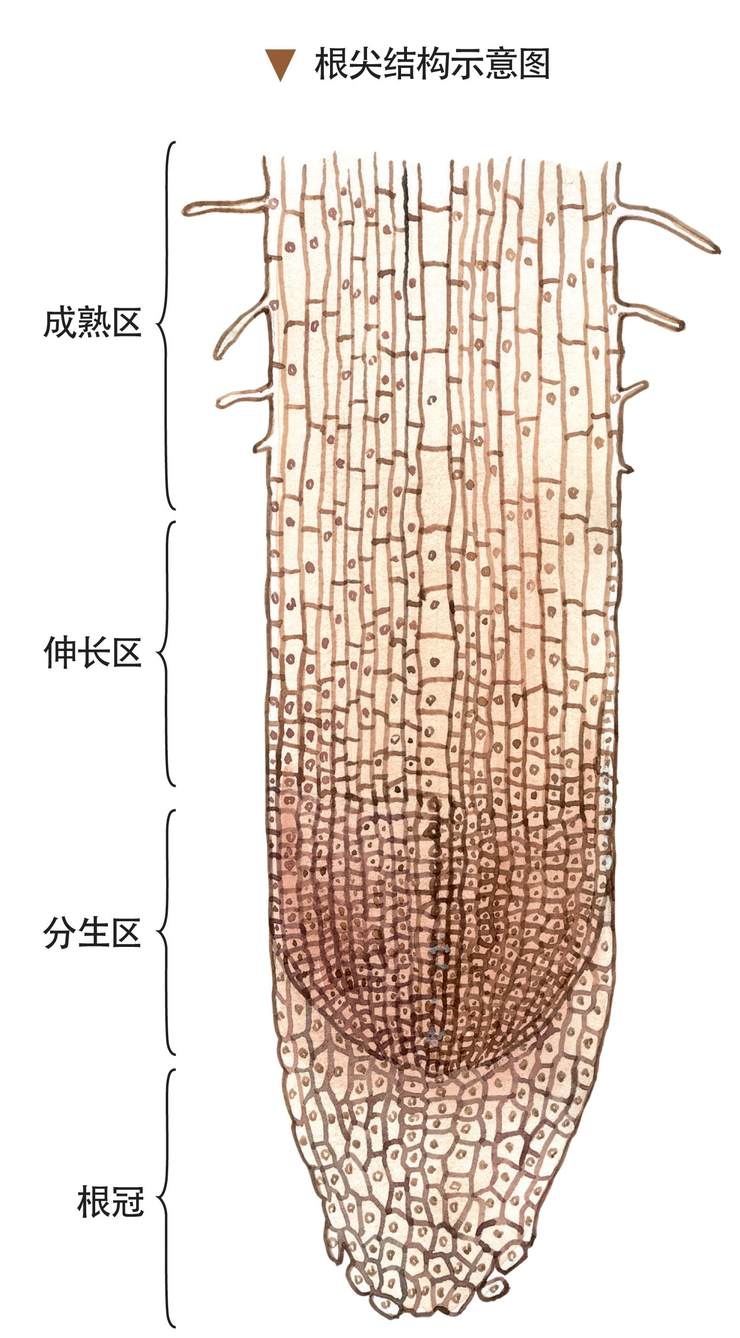 根植物的挖掘利器