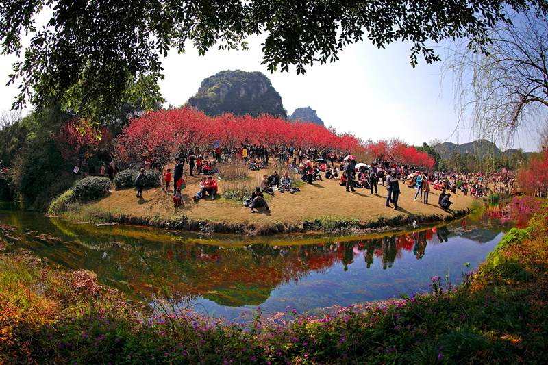 桃花盛开的时节             拍摄地点:广西--广西柳州龙潭公园桃花岛