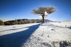 冬季相約蘆芽山賞雪松