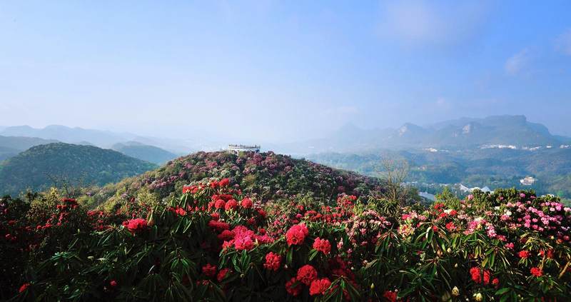 拍摄地点:贵州--贵州省毕节地区百里杜鹃风景名胜区