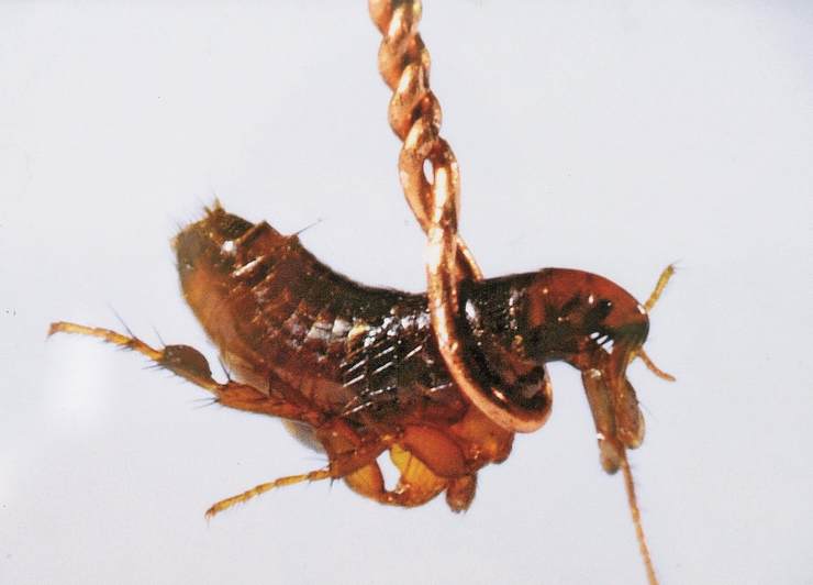 Ϸ