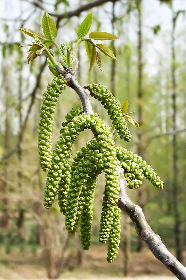 核桃花雄花序穗状.