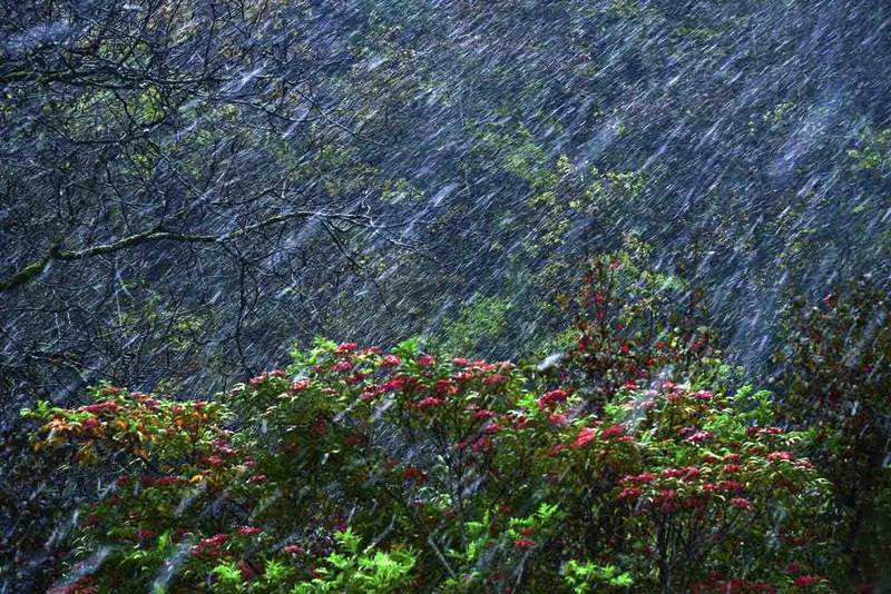 傲雪【雨夹雪】