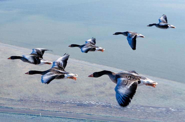 鸟类迁徙 不只是飞得远