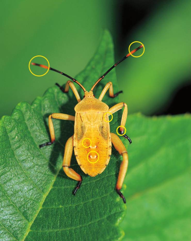 这个黄色的虫子是一种蝽的若虫.
