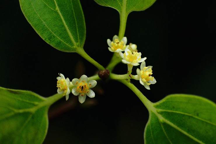 樟树在春季开花,花绿白色或带黄色.因为樟树花较小,因此常被人忽略.