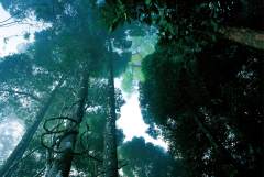 婆罗洲雨林深处的神秘客