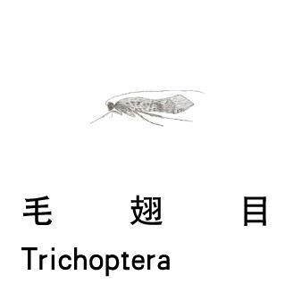 毛翅目 trichoptera